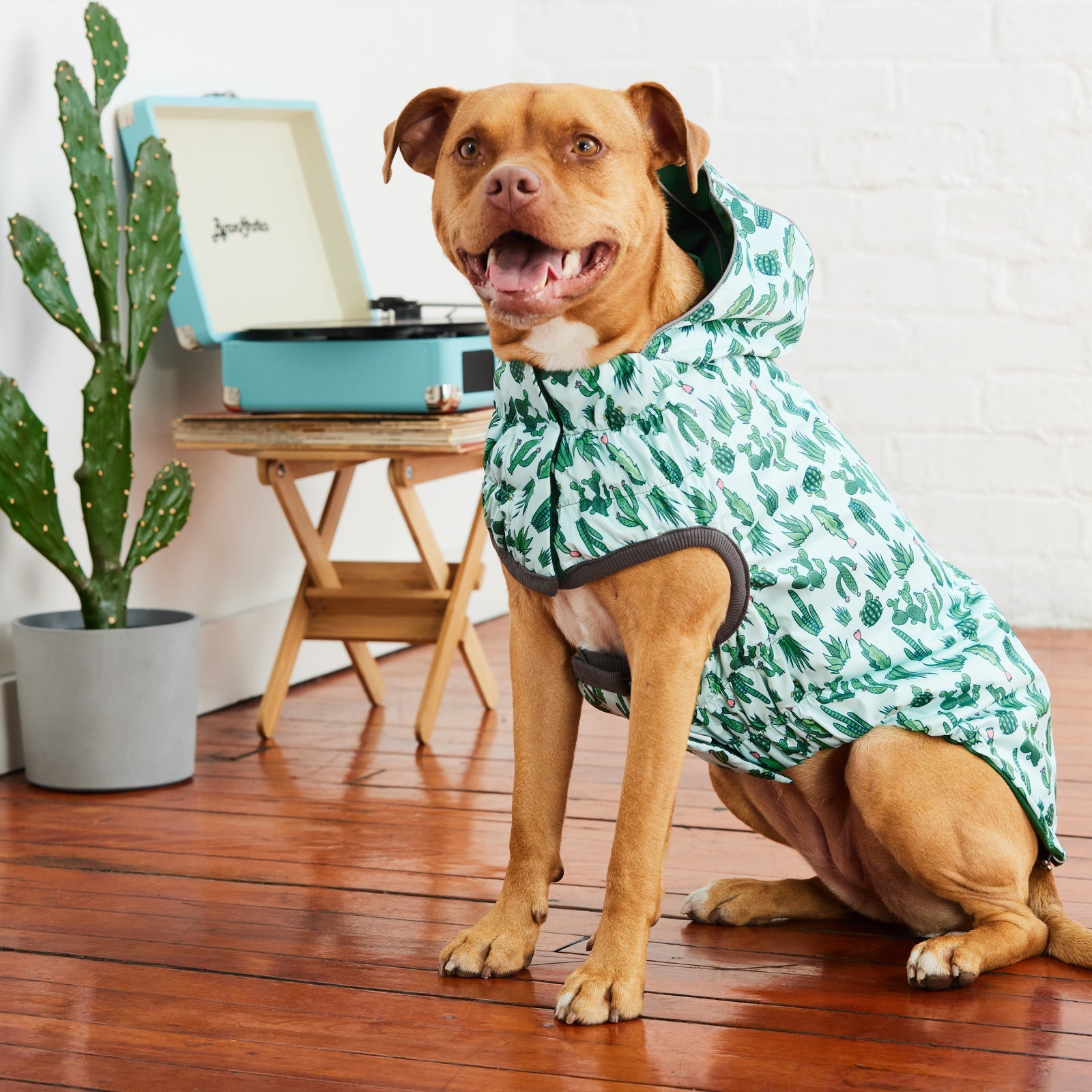 A golden pit bull-type dog wearing a light blue and green cactus print raincoat, sitting in a room with wood floors with a potted cactus and a vintage record player in the background 