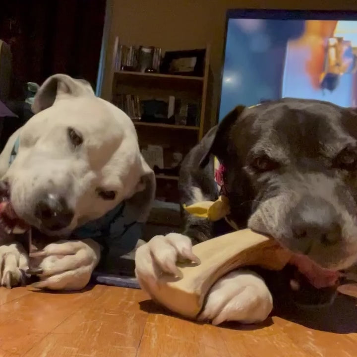 Load video: video of a white pit bull type dog and a black senior pit bull tyoe dog chew moose antlers side by side while laying in front of a tv