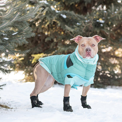 Light tan pit bull-type dog wearing light aqua puffer standing in snow