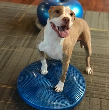 A brown and white pit bull-type dog with his front paws on a textured blue inflatable disc