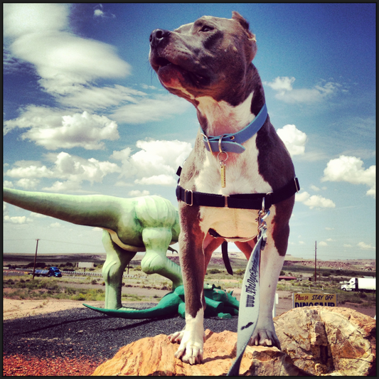 a grey and white pit bull type dog standing on a boulder in the desert, with a grene dinosaur statue in the background