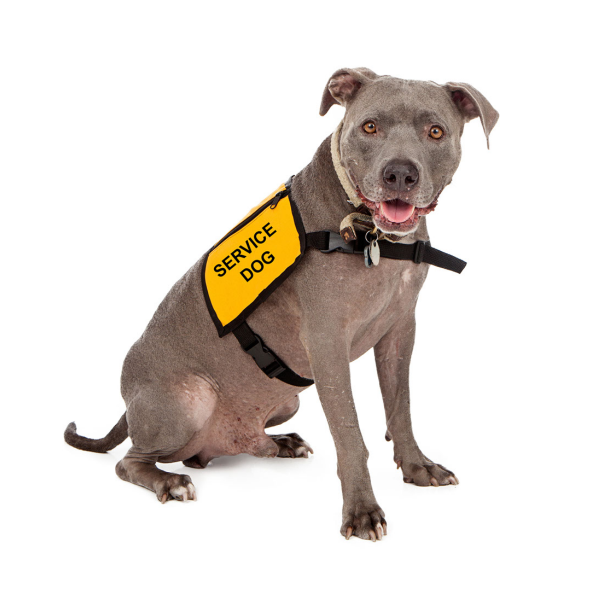 A sitting grey pit bull type dog wearing a yellow vest that says "service dog"