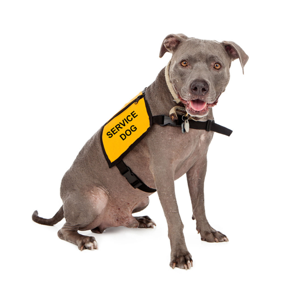 what are the different types of service dogs