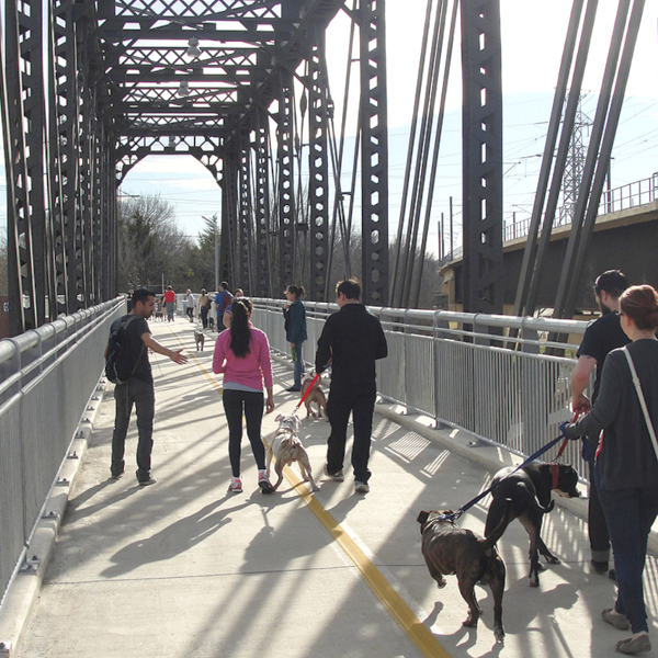 a group of people walking pit bull-type dogs over a bridge 