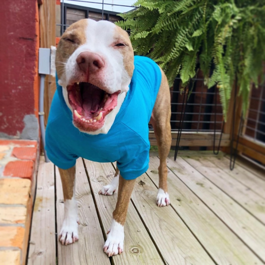 a fawn and white brindle pit bull type dog yawning, wearing a bright blue hoodie 