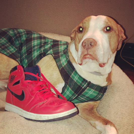 a tan and whote pit bull wearing a green plaid fleece vest lays on a beige dog bed next to a red Air Jordan shoe