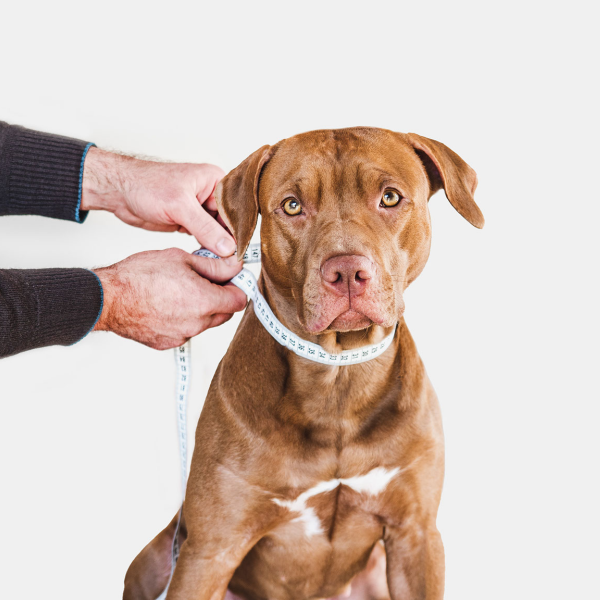 A brown pit bull has its neck measured by human hands 