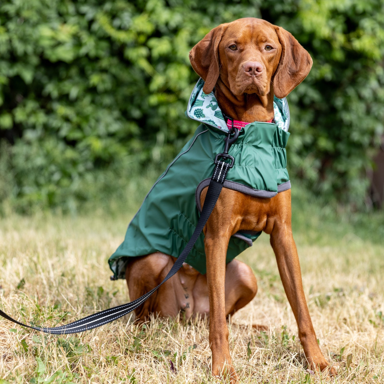 A vizsla  type dog  sitting, wearing a green raincoat