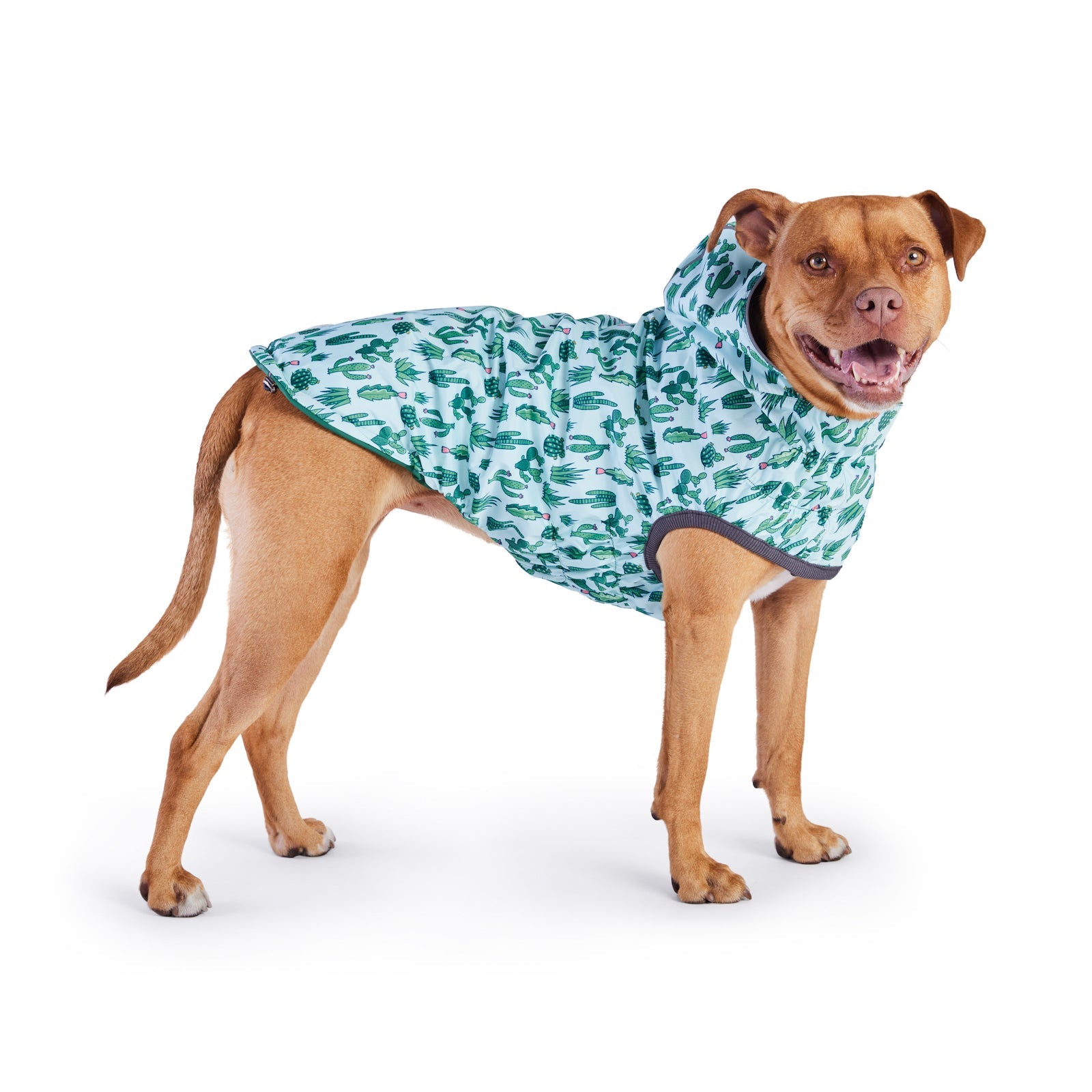 A golden pit bull-type dog wearing a light blue and green cactus print raincoat, standing on a white background