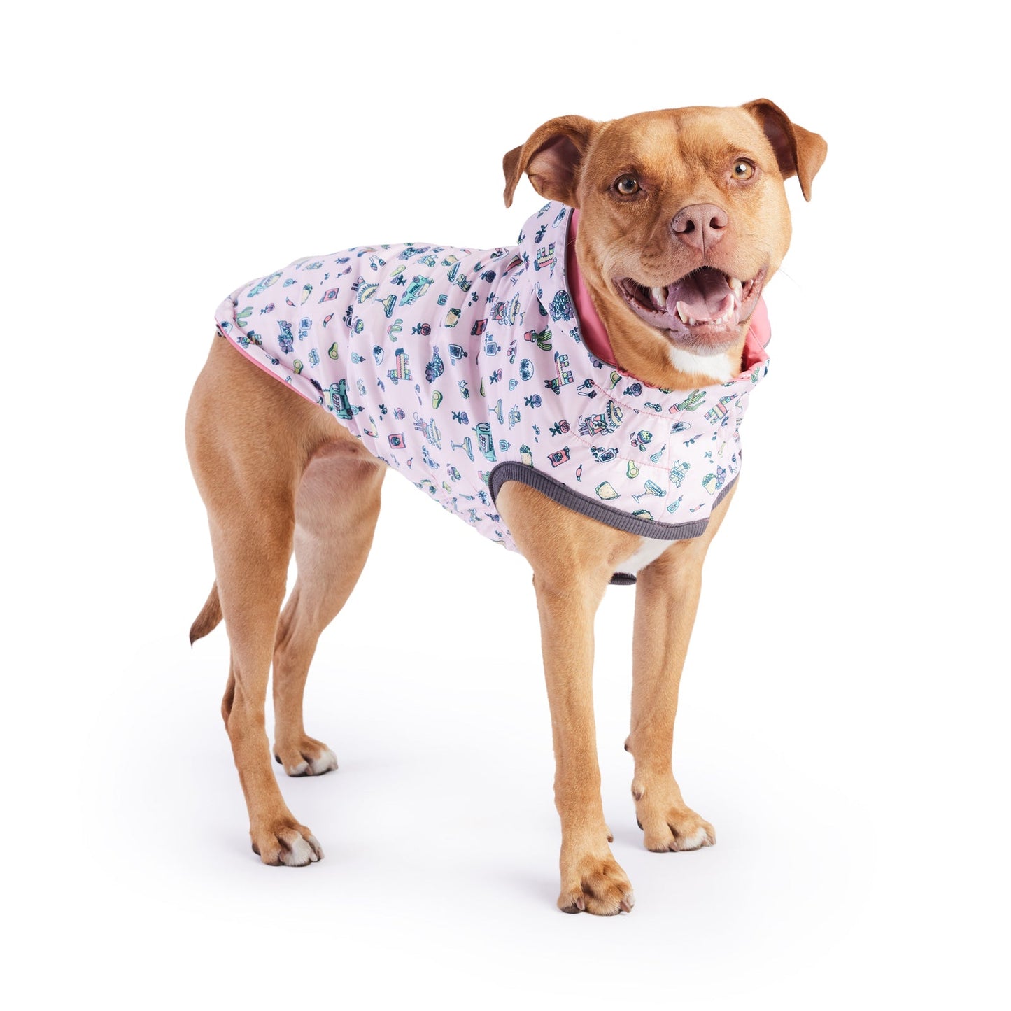 A golden pit bull type dog standing, wearing a light pink raincoat with Mexico-themed print