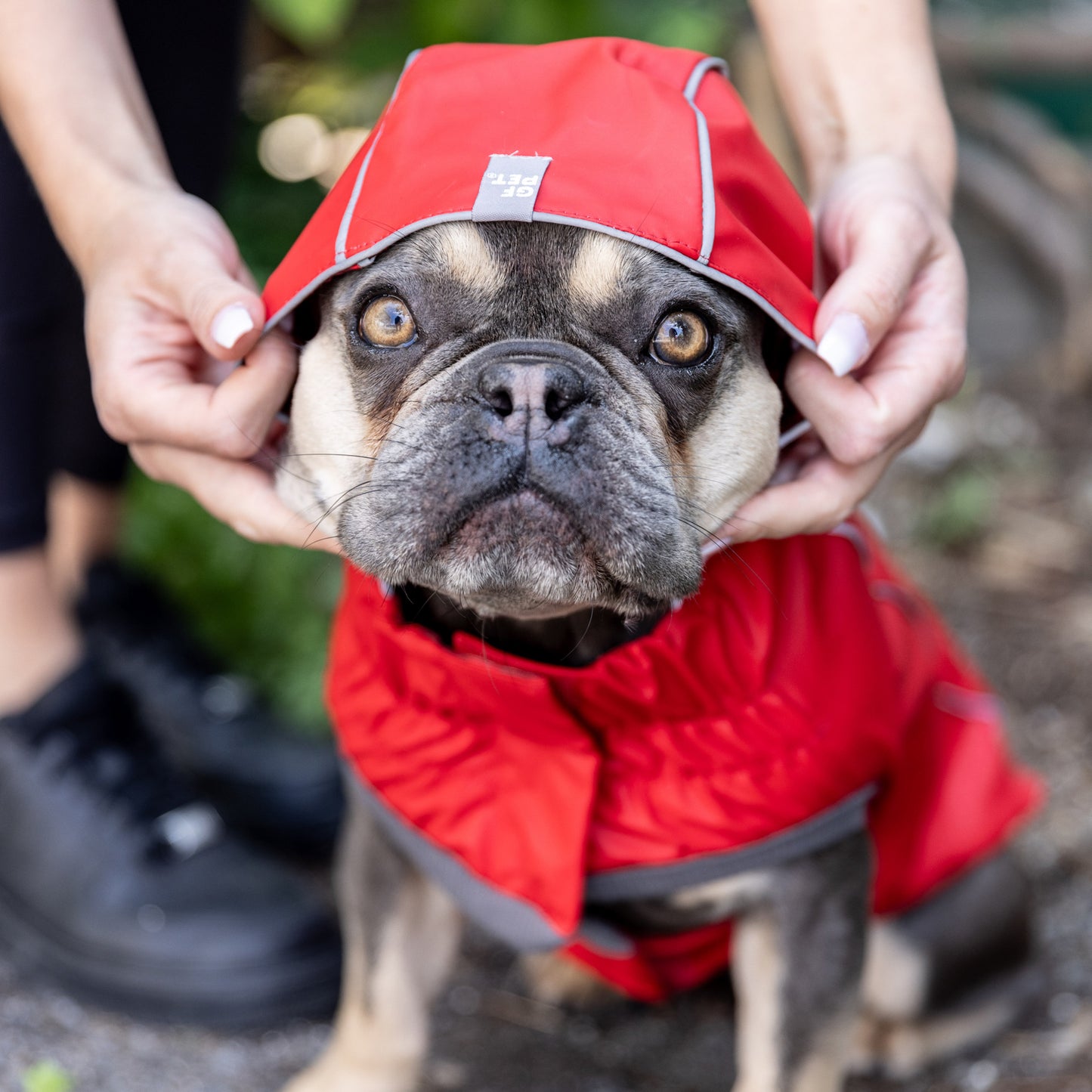 Human hands putting the hood of a dog raincoat up for a seated grey French Bulldog with golden markings 
