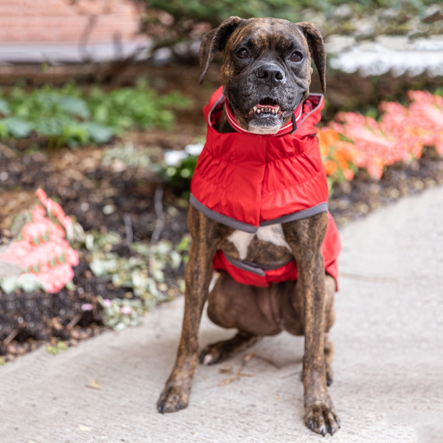 A brown and black brindle boxer seated on a sidewalk, wearing a red raincoat
