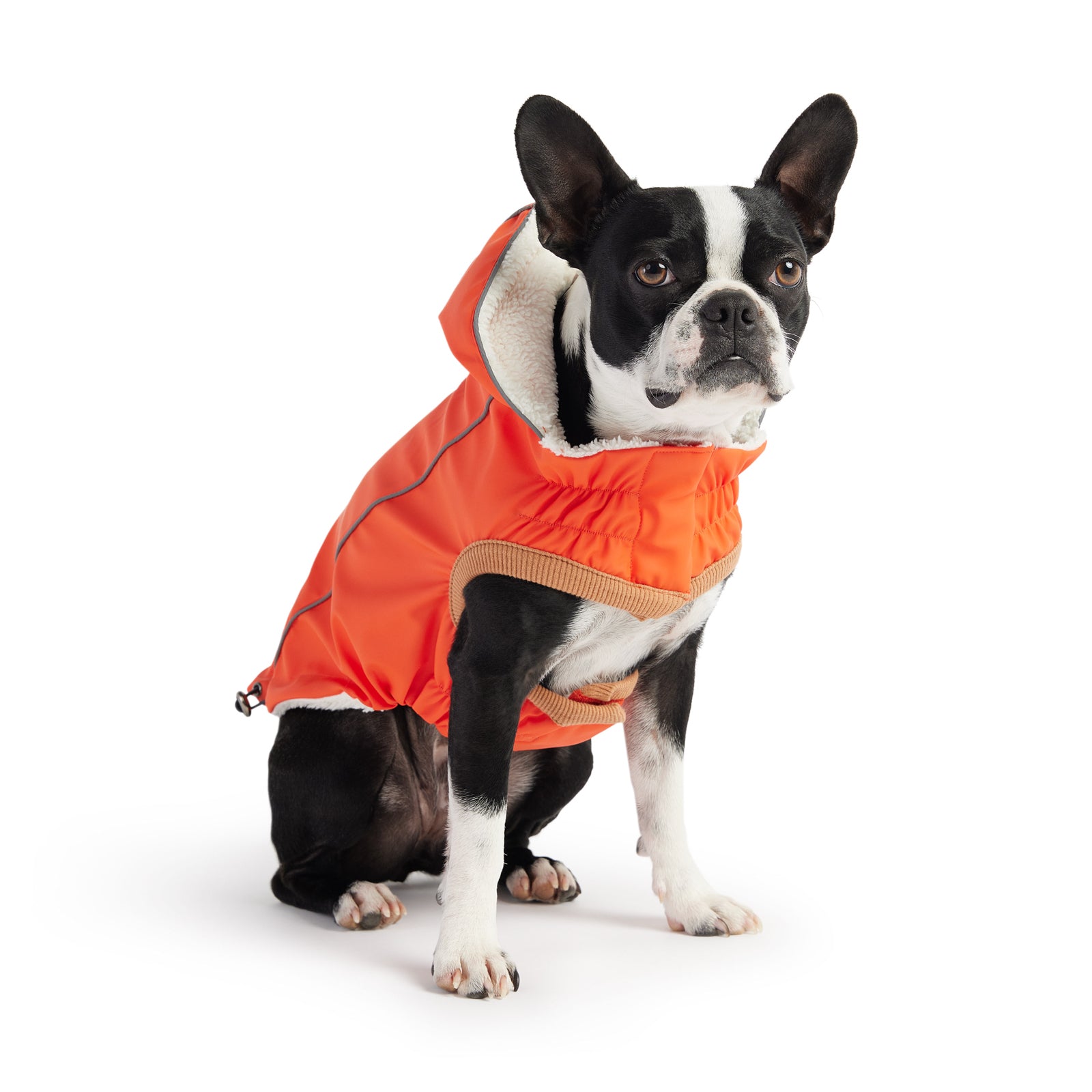 a black and white Boston Terrier seated wearing an orange hooded raincoat
