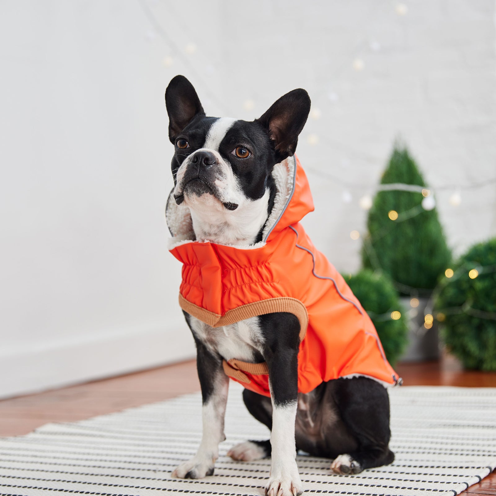 a black and white Boston Terrier seated wearing an orange hooded raincoat