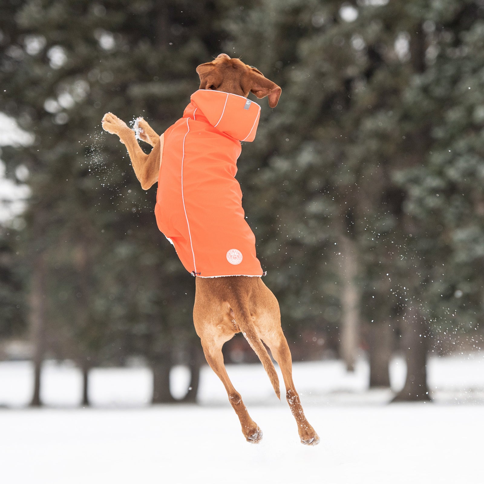a large red short haired dog jumping in the air outside in the snow wearing an orange hooded raincoat