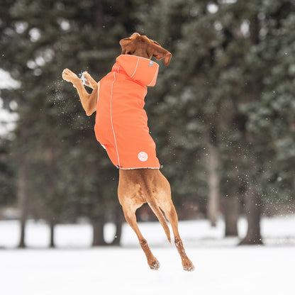a large red short haired dog jumping in the air outside in the snow wearing an orange hooded raincoat