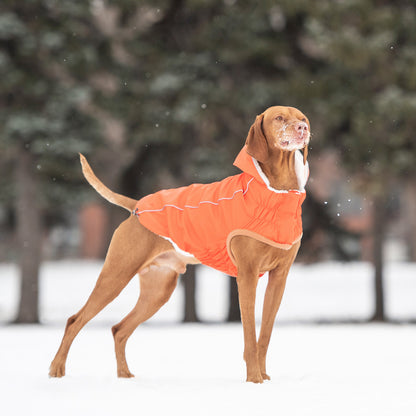 a large red short haired dog standing in the snow wearing an orange hooded raincoat