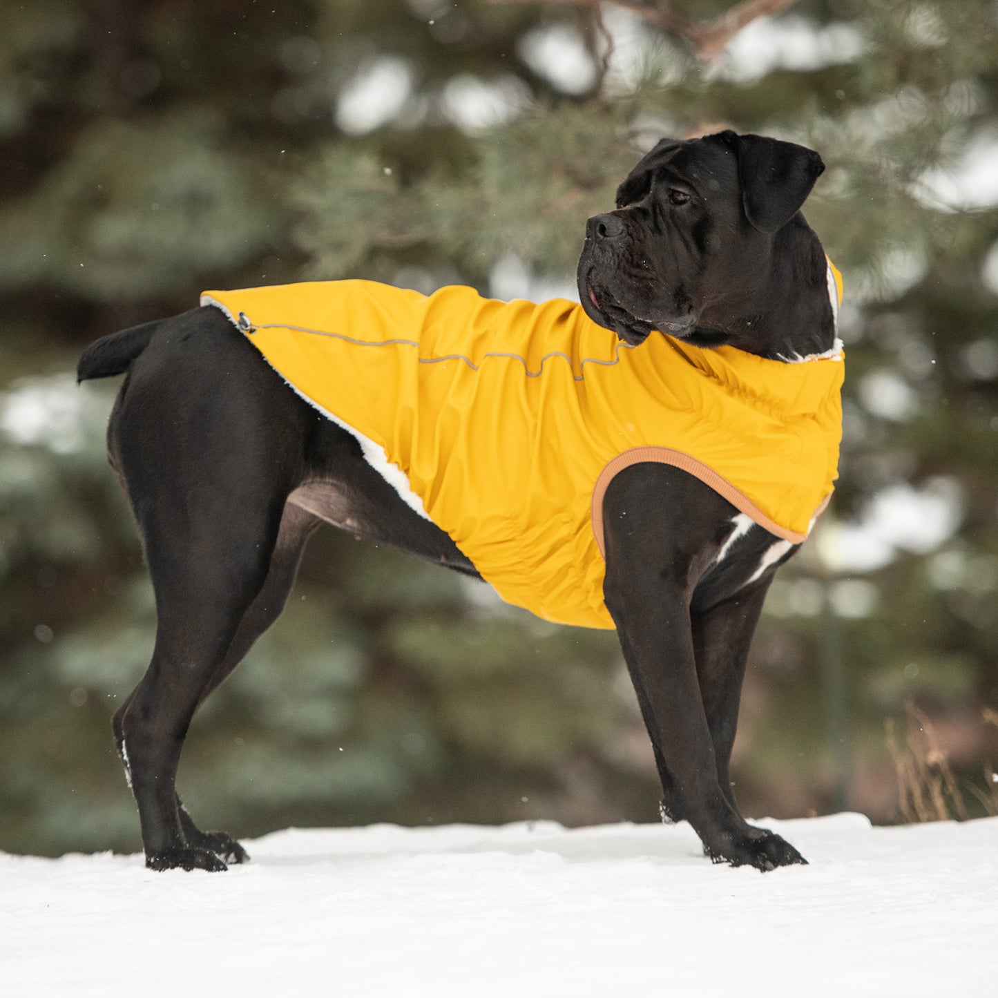 a large black shorthaired dog standing in the snow wearing a yellow hooded raincoat
