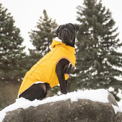 a large black shorthaired dog sitting in the snow wearing a yellow hooded raincoat