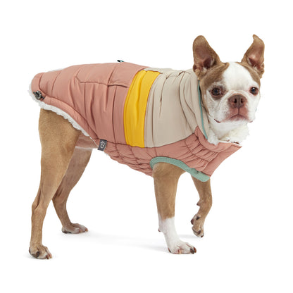 a white and brown boston terrier in a tan yellow and white puffer