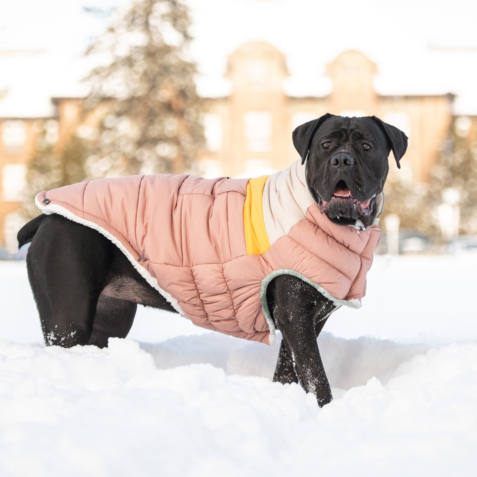 a large black short haired dog standing in the snow wearing a tan yellow and white puffer