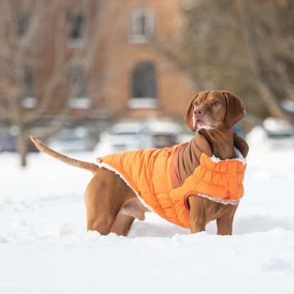 a large short haired dog wearing an orange brown and rose puffer standing in the snow