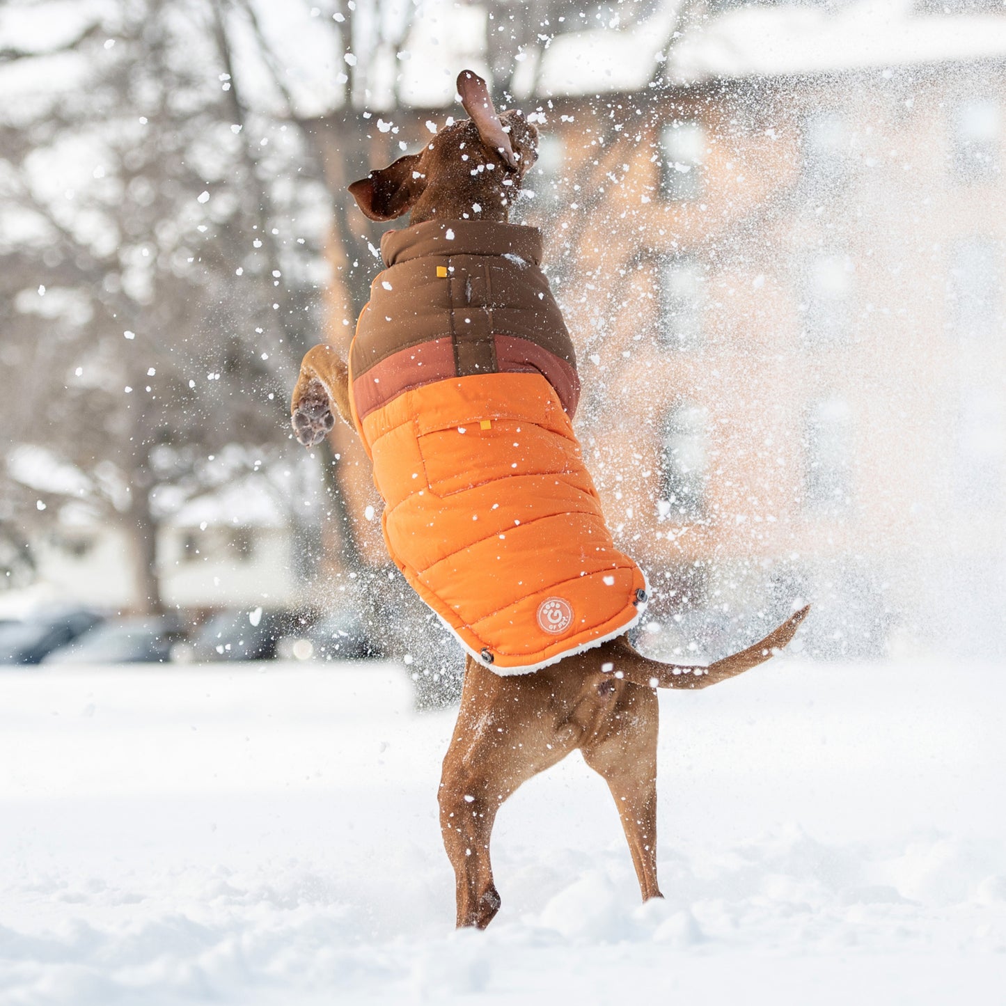 a large red short haired dog wearing an orange brown and rose puffer jumping in the snow