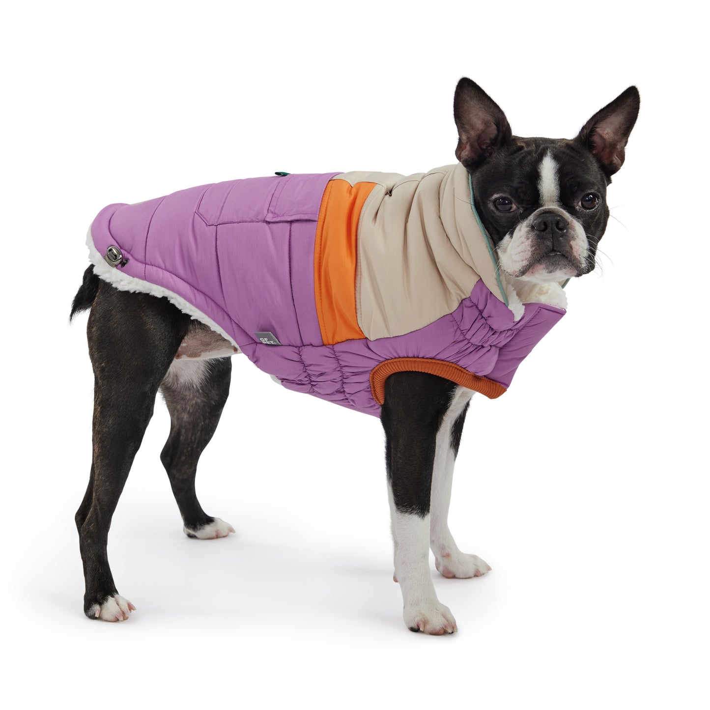 a black and white boston terrier wearing a purple orange and cream puffer
