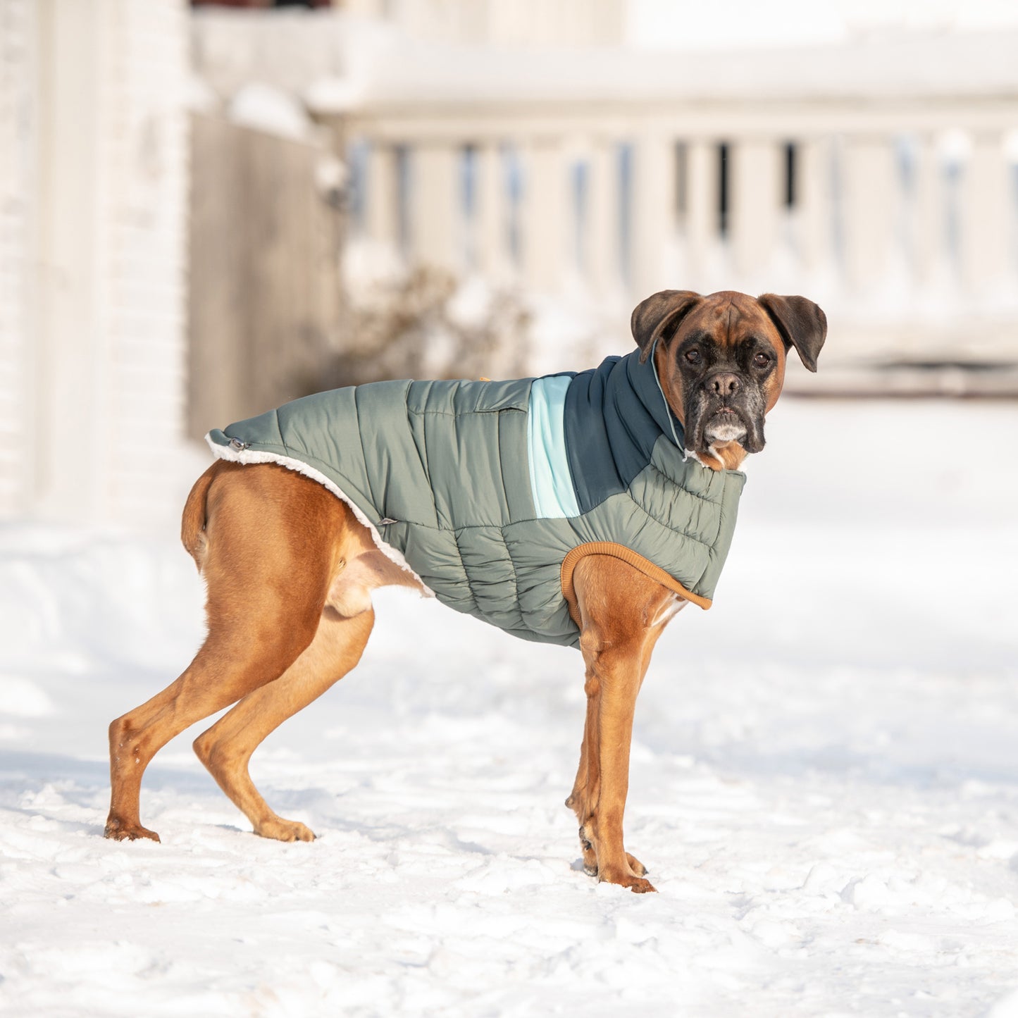 a brown boxer in a green and blue puffer standing outside in the snow