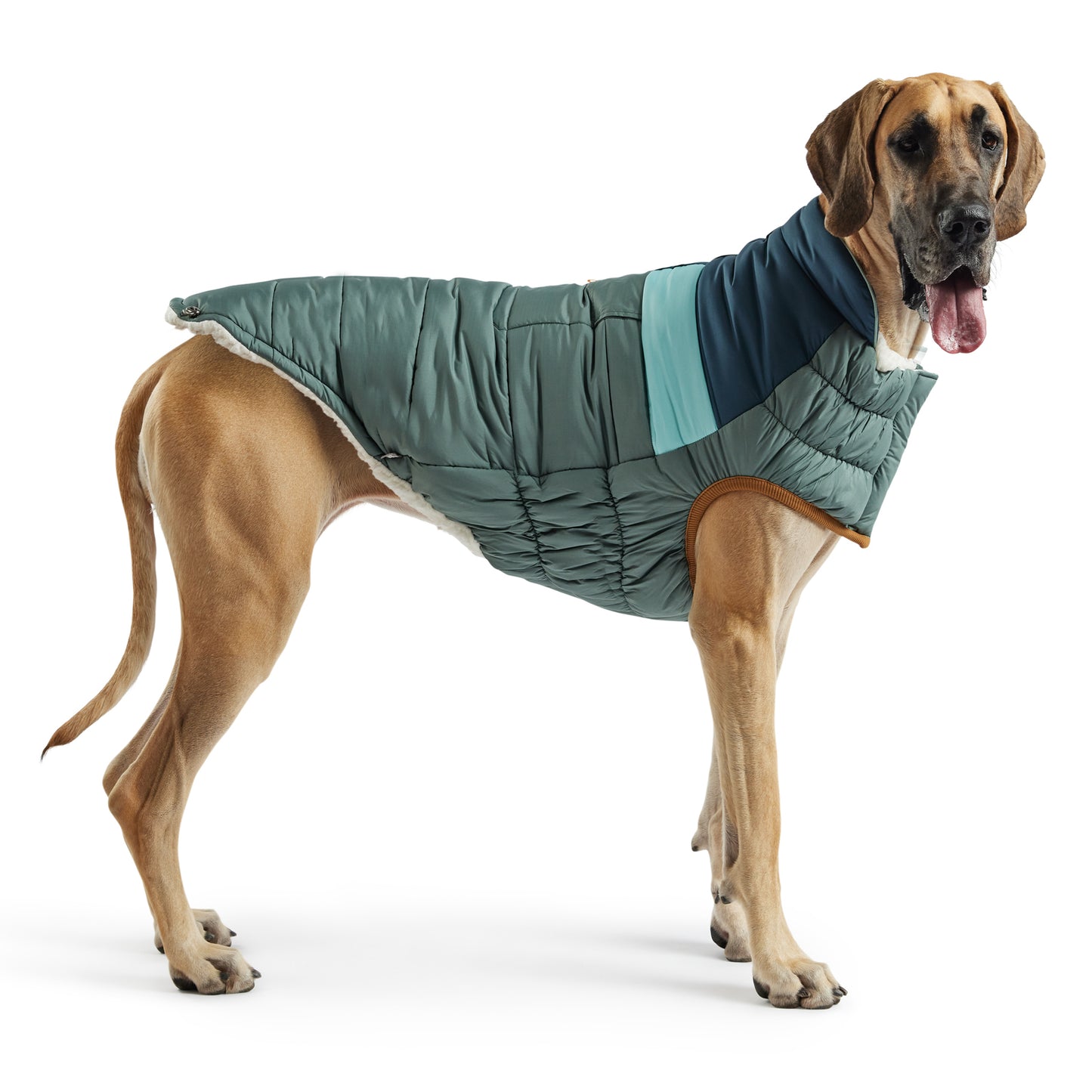 a fawn great dane wearing a green and blue puffer