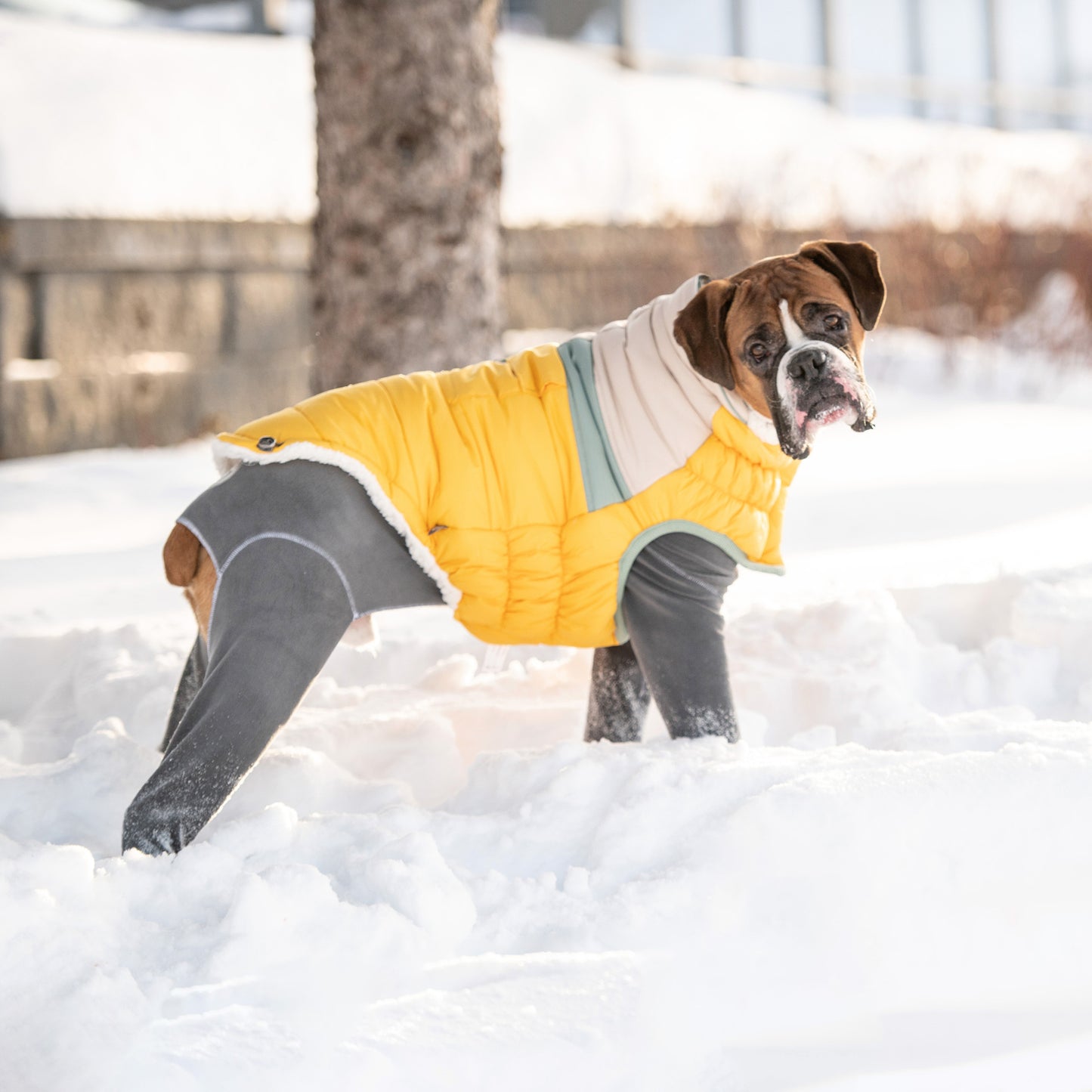 a brown boxer wearing a yellow white and gray puffer over a gray long sleeve fleece jumpsuit standing in the snow