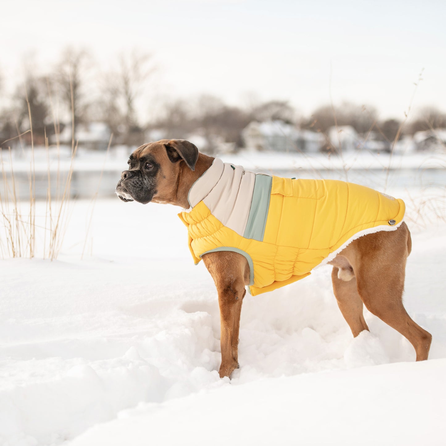 a brown boxer wearing a yellow white and gray puffer standing in the snow