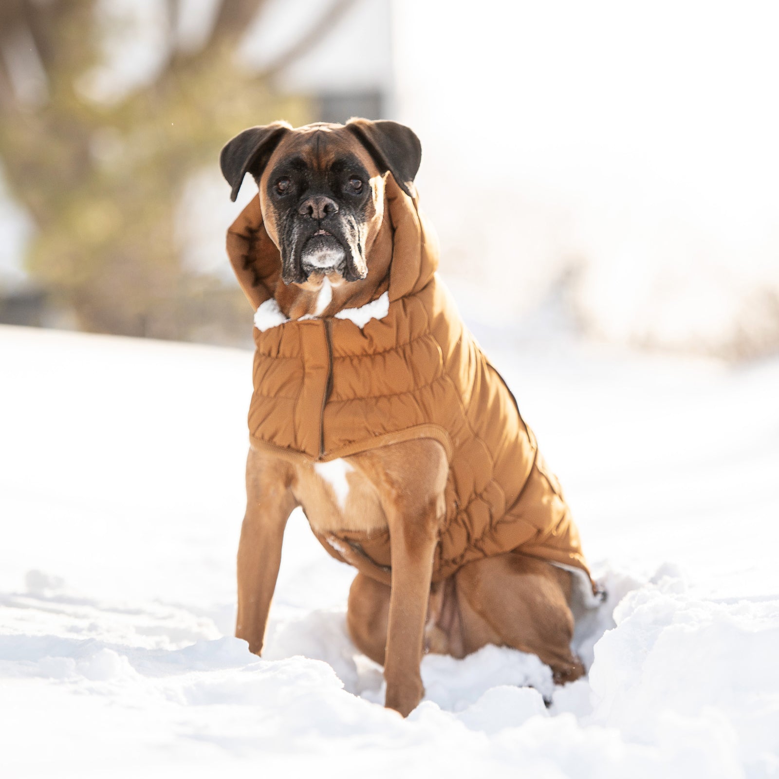 a brown boxer sitting in the snow wearing a hooded brown parka