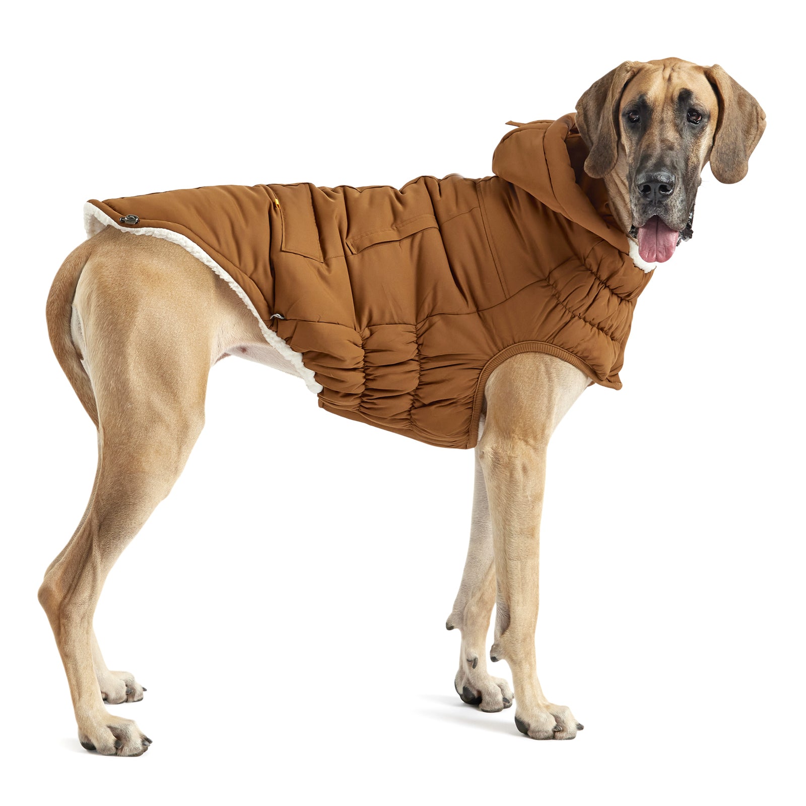 a fawn great dane wearing a brown hooded parka