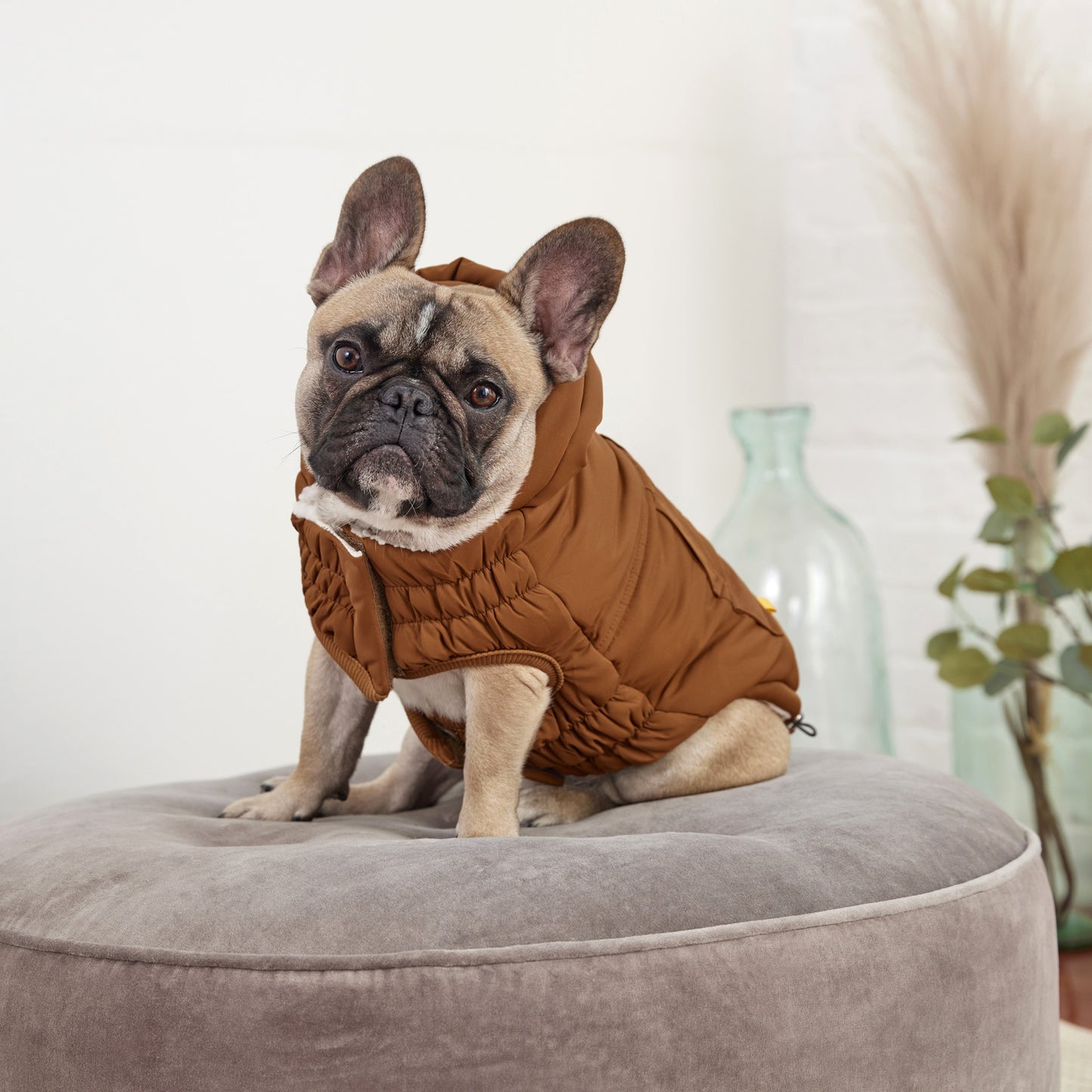 a fawn french bulldog wearing a brown hooded parka
