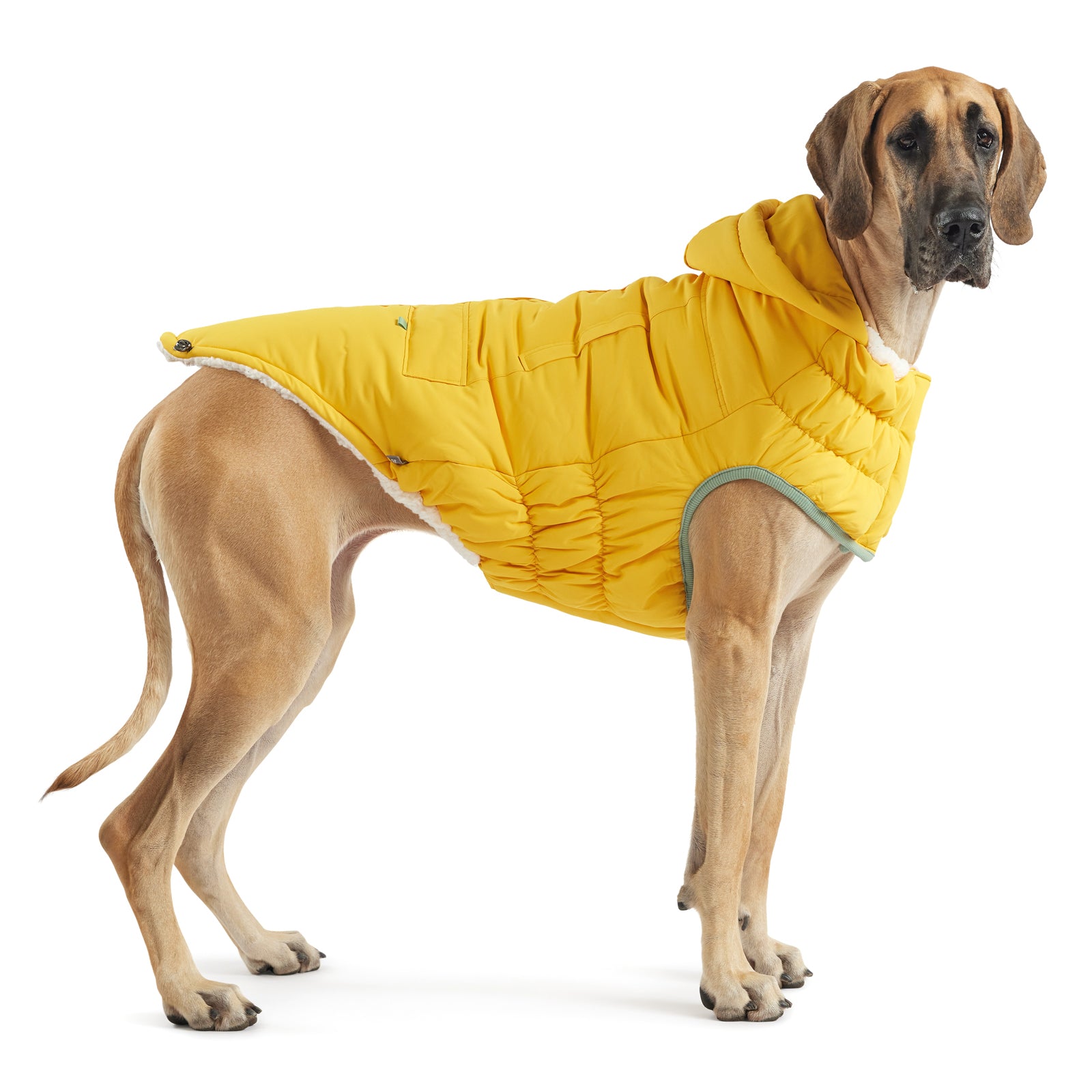 a fawn great dane wearing a yellow hooded parka