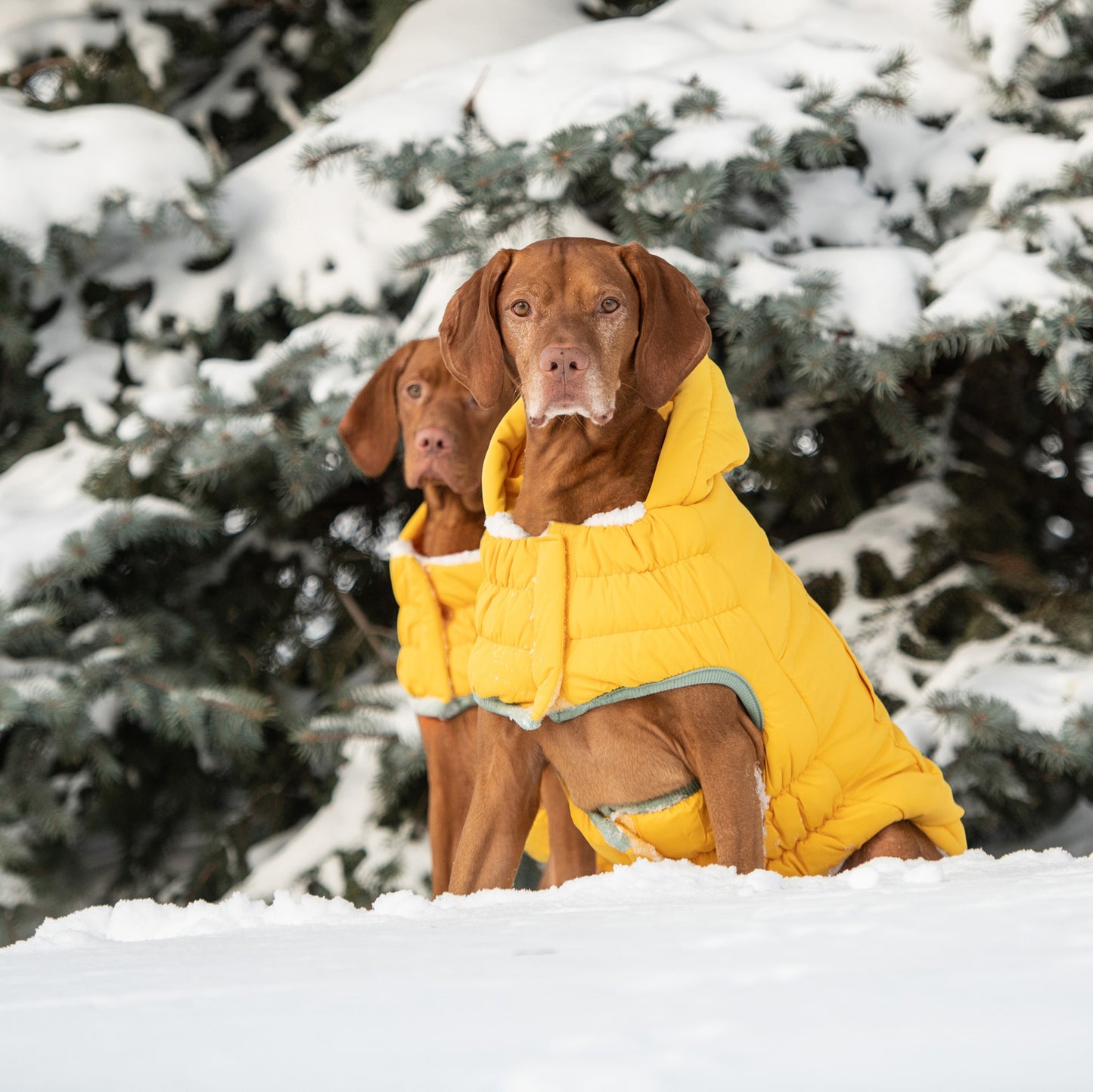 two large red short haired dogs sitting in the snow wearing yellow hooded parkas