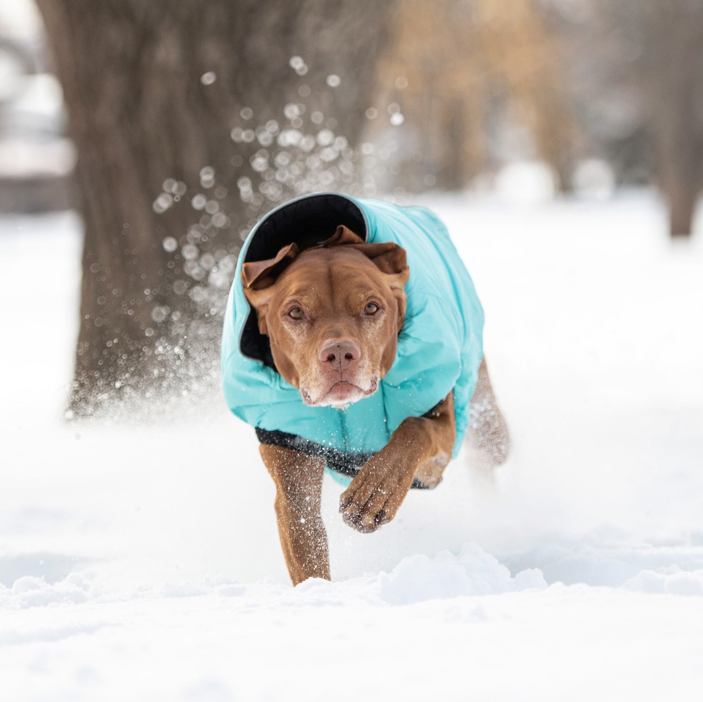 a senior brown pit bull type dog running towards the camera through the snow wearing a light aqua puffer 