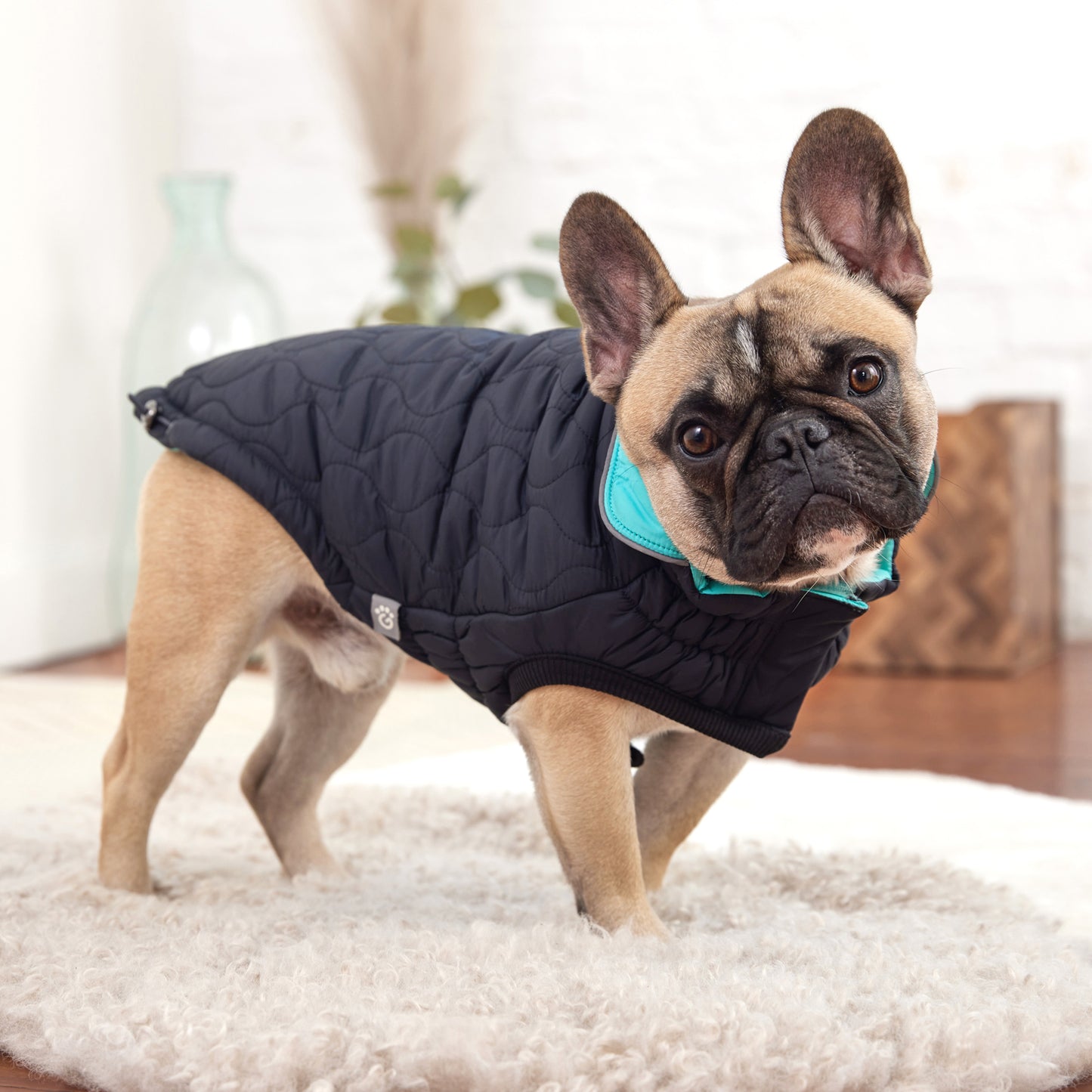 a fawn french bulldog standing in a living room wearing a reversible black and light aqua jacket