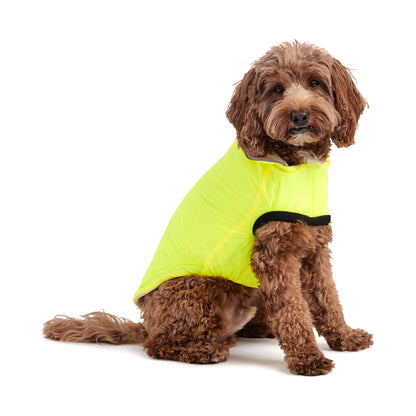 a brown labradoodle wearing a bright yellow reversible jacket