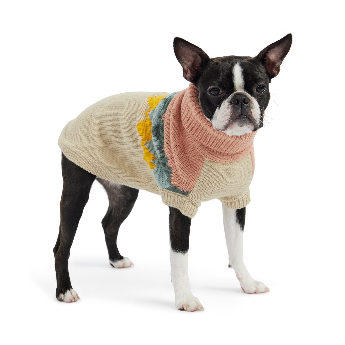 A black and white Boston terrier standing, wearing a beige and pink dog sweater with colorful mountain peaks graphic