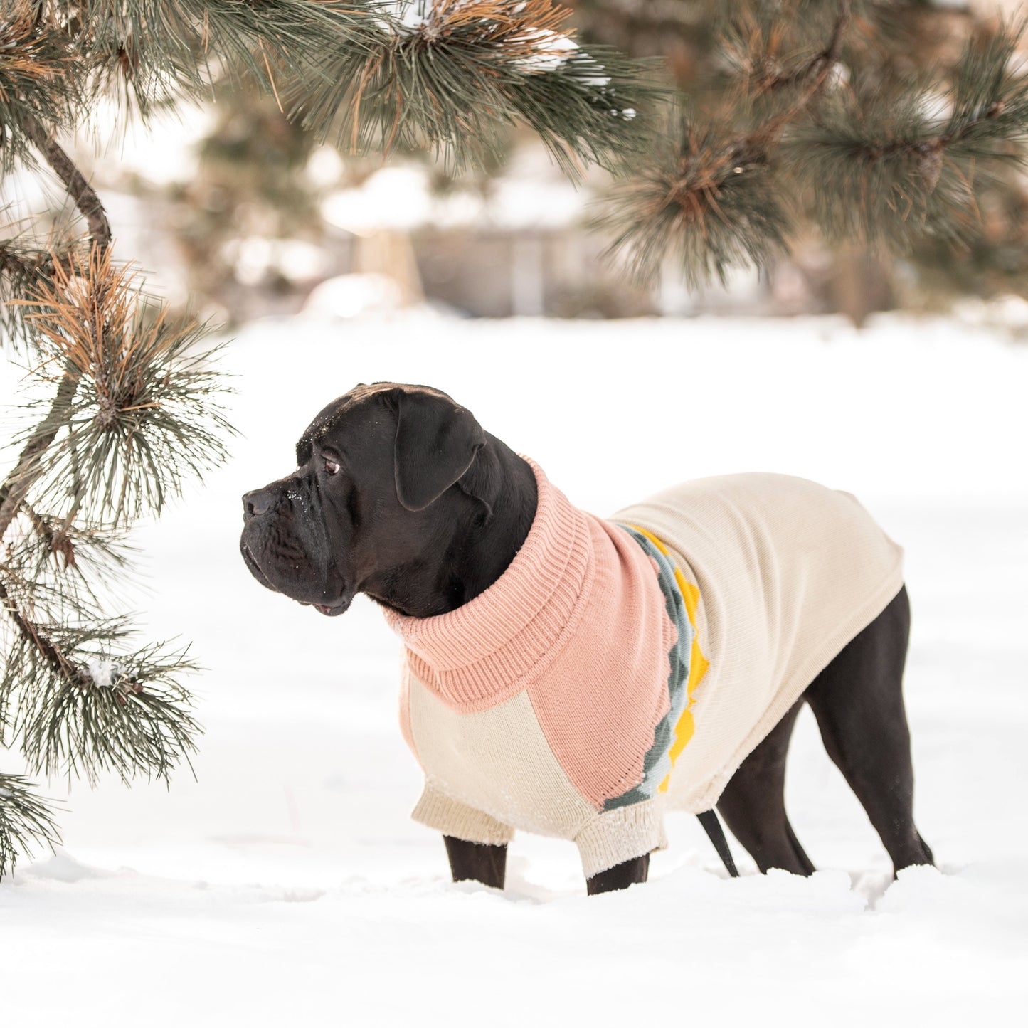 a black mastiff-type dog stands in the snow wearing a beige and pink dog sweater with colorful mountain peaks graphic