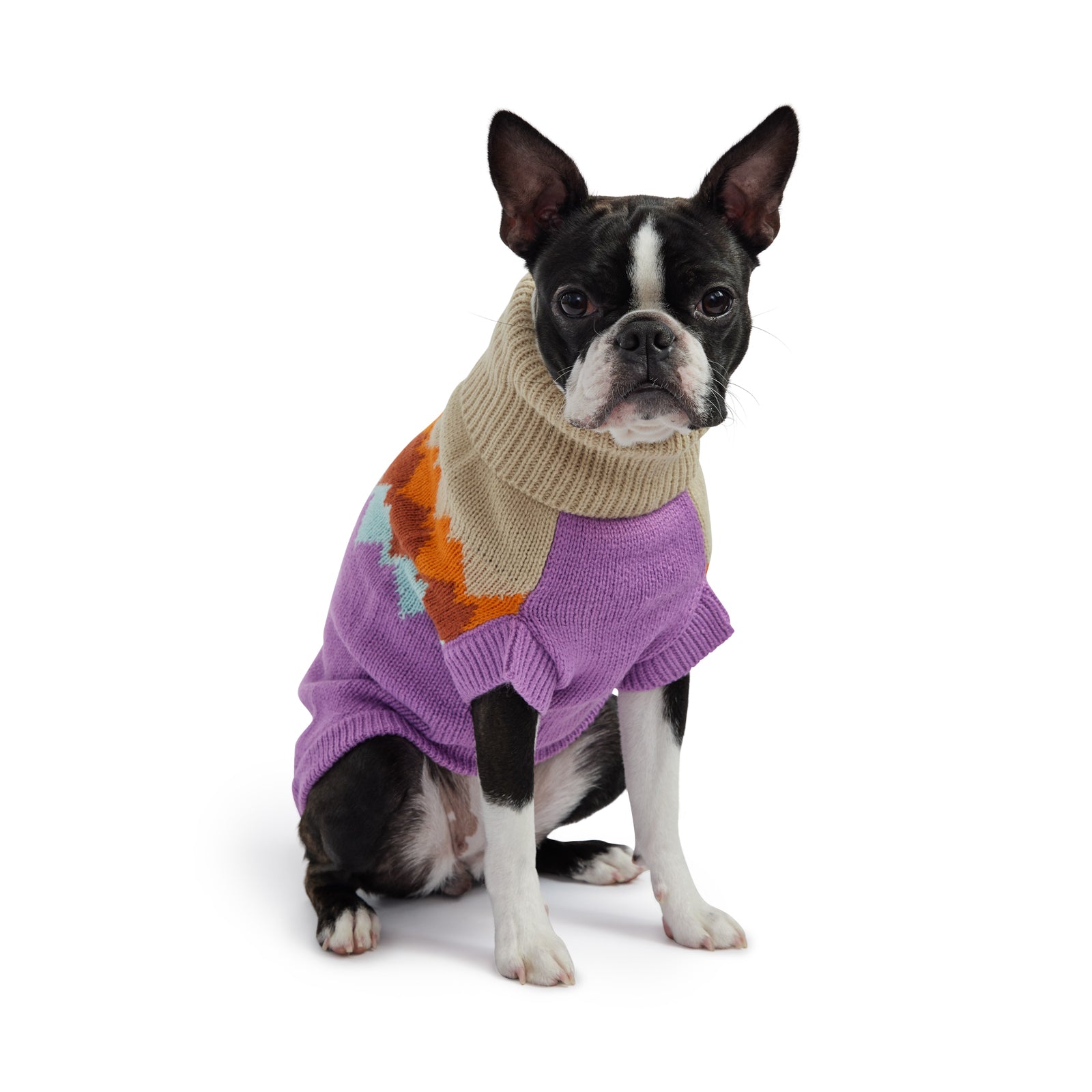 a black and white boston terrier seated, wearing a purple and beige dog sweater with colorful mountain peaks graphic