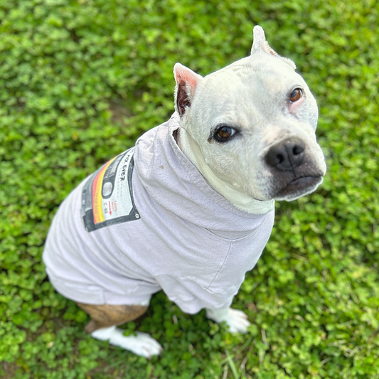 a whtte and brown brindle pit bull-type dog with cropped ears wearing a light grey dog hoodie with retro cassette tape graphic 