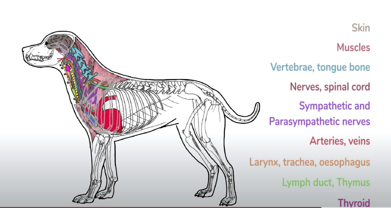 동영상 로드: Infographic video detailing all of the inner structures of a dog&#39;s throat area