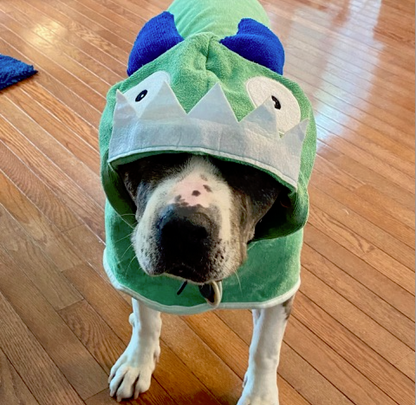 A grey and white pit bull type dog wearing a green monster hoodie bath robe