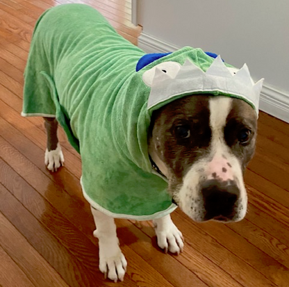 A grey and white pit bull type dog wearing a green monster hoodie bathrobe