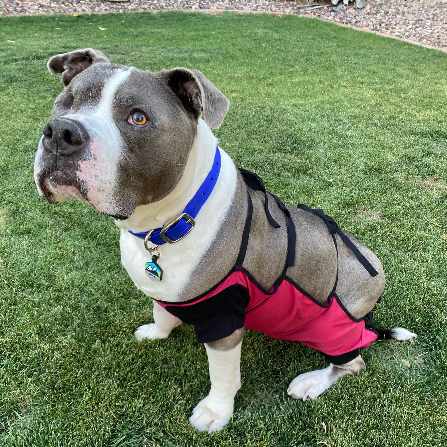 a grey and white pit bull wearing a burgundy recovery gown garment and blue collar, sitting on grass