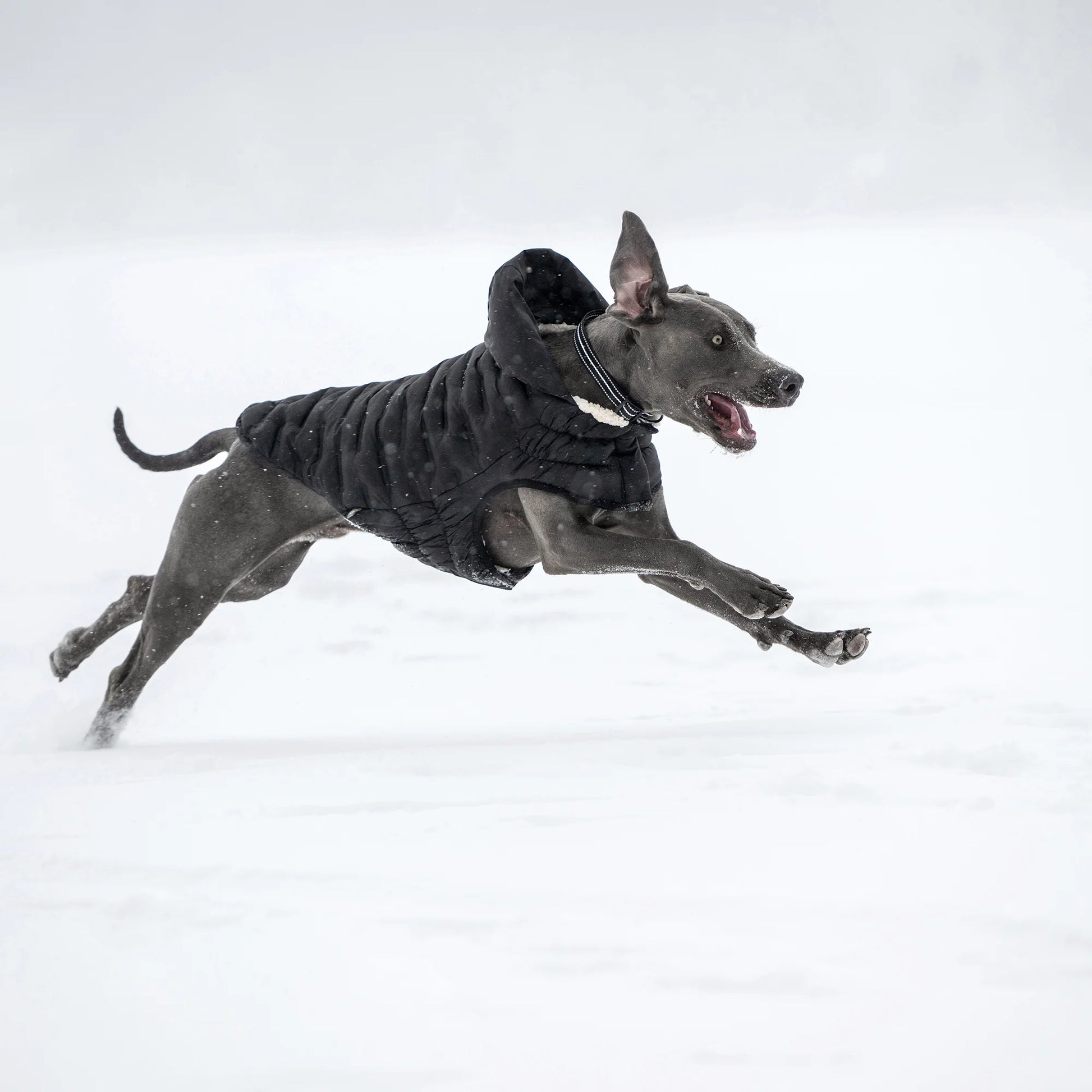 a gray weimeraner type dog wearing a black puffer jacket, running in the snow