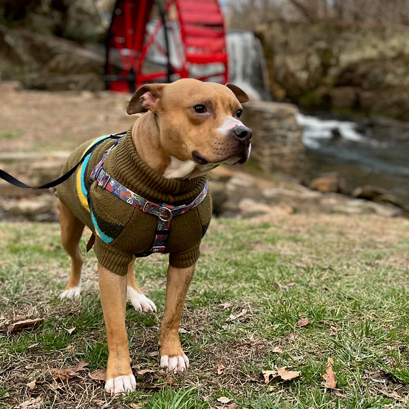 A brown pit bull type dog wearing an Olive green sweater, standing in a grassy field by a stream